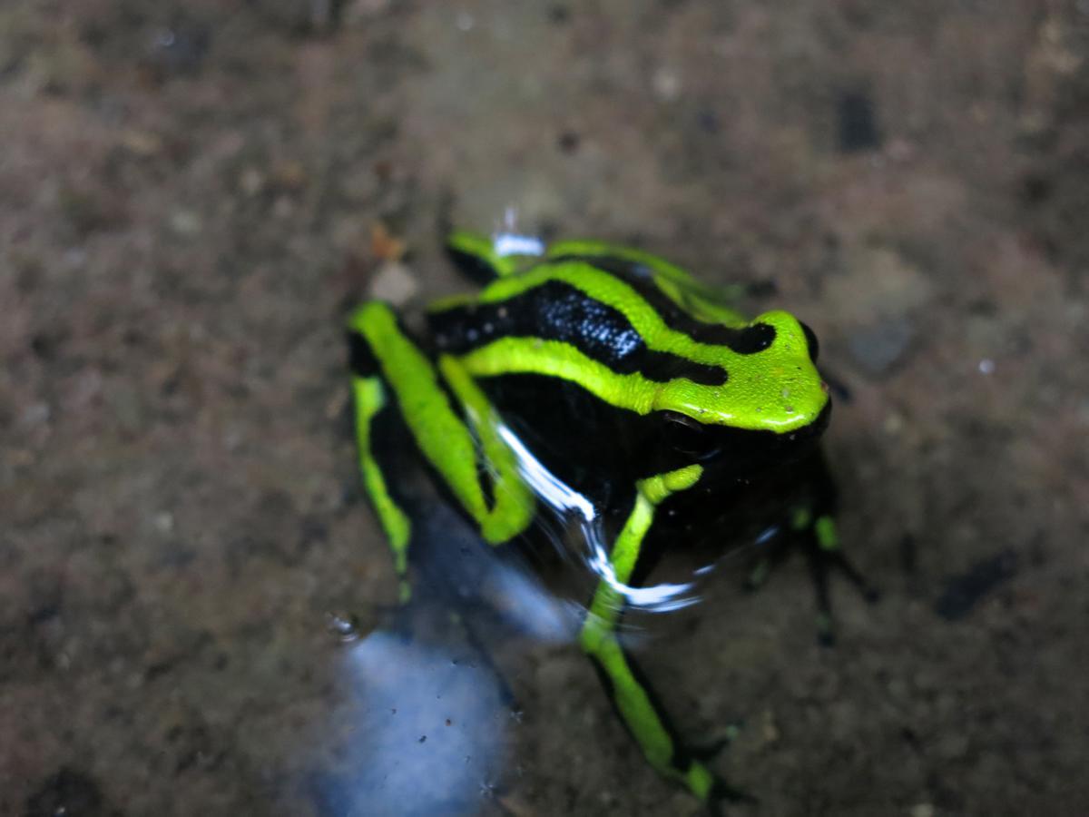 Yacumaman Sanctuary Villa Tarapoto Dış mekan fotoğraf